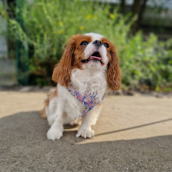 Comment habiller son chien de manière unique et stylée?